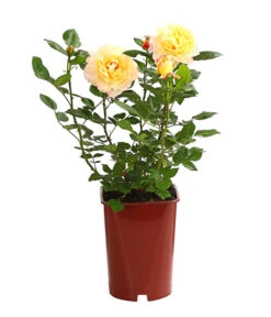 Edelrosen-Mix 'Nostalgie®' -Eleganter Garten 7800063 PR FS 001 NostalgieRosen6LiterEdelroseAquarellDehnerExpressHerzig