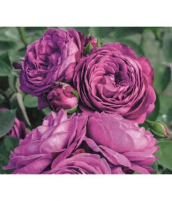 Edelrosen-Mix 'Nostalgie®' -Eleganter Garten 7800063 PR MO 001 RoseHeidiKlumRosenTantauRet