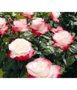 Nostalgie®-Edelrose Rosenromantik, 3er-Set