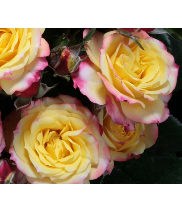 Zwergrose 'Tropical Clementine®' 4 Zwergrose 'Tropical Clementine®' – Bild 2