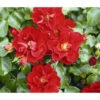 Rose 'Matador®', Stämmchen -Eleganter Garten 7803067 WE DE 001 BodendeckerRoseMatadorTantauRotRet