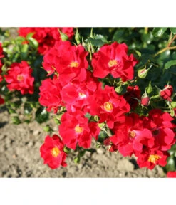 Rose 'Matador®', Stämmchen -Eleganter Garten 7803067 WE DE 002 BodendeckerRoseMatadorTantauRotRet