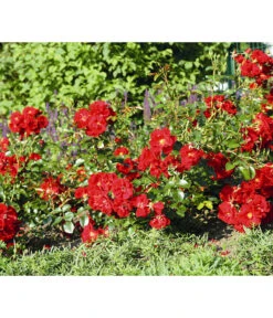 Rose 'Matador®', Stämmchen -Eleganter Garten 7803067 WE DE 003 BodendeckerRoseMatadorTantauRotRet