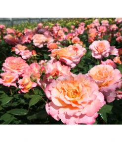 Edelrose 'Augusta Luise®', Stämmchen -Eleganter Garten 7803372 PR DE 001 EdelroseAugustaLuiseTantau