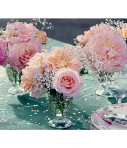 Edelrose 'Augusta Luise®', Stämmchen -Eleganter Garten 7803372 PR DE 002 EdelroseAugustaLuiseTantau