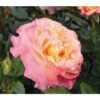Edelrose 'Augusta Luise®', Stämmchen 2 Edelrose 'Augusta Luise®', Stämmchen -Eleganter Garten 7803372 PR DE 003 EdelroseAugustaLuiseTantau 1