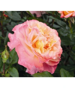 Edelrose 'Augusta Luise®', Stämmchen