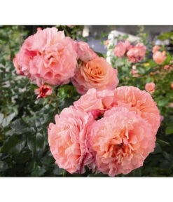 Edelrose 'Augusta Luise®', Stämmchen -Eleganter Garten 7803372 PR DE 005 EdelroseAugustaLuiseTantau 1