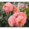 Edelrosen-Mix 'Nostalgie®' -Eleganter Garten 7803372 PR DE 005 EdelroseAugustaLuiseTantau