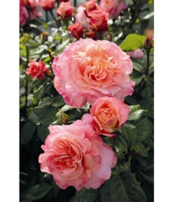 Edelrose 'Augusta Luise®', Stämmchen -Eleganter Garten 7803372 WE DE 002 NostalgieEdelroseAugustaLuiseTantauPfirsichfarben