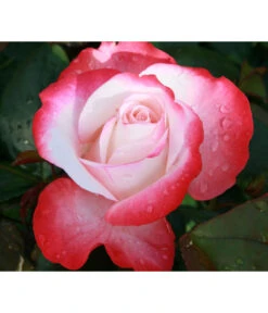 Rosen-Set Dufterlebnis Pastell, 2-teilig -Eleganter Garten 7803513 WE DE 002 NostalgieEdelroseTantauCremeweissKirschRet 1