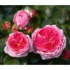 Nostalgie®-Edelrose 'Modern Art®' -Eleganter Garten 7803851 PR DE 001 ModernArtTantau
