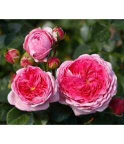 Nostalgie®-Edelrose 'Modern Art®'