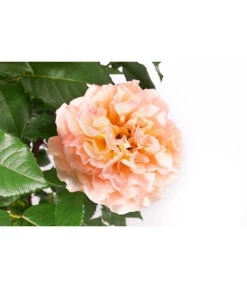 Edelrose 'Augusta Luise®', Stämmchen -Eleganter Garten 7815830 WE DE 001 RoseAugustaLuise4LStamm