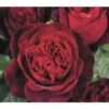 Nostalgie®-Edelrose 'Admiral®' 1 Nostalgie®-Edelrose 'Admiral®' -Eleganter Garten 7826894 PR DE 002 RoseAdmiralTantau