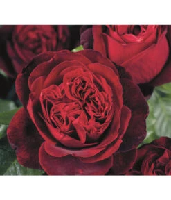 Nostalgie®-Edelrose 'Admiral®'