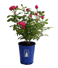 Nostalgische Edelspray-Rose 'Magic Rokoko®' 5 Nostalgische Edelspray-Rose 'Magic Rokoko®' -Eleganter Garten 7841679 PR FS 001 MagicRokokko4LiterBeetroseDehnerExpressHerzig