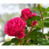 Nostalgische Edelspray-Rose 'Magic Rokoko®' -Eleganter Garten 7841679 WE FS 003 MagicRokokko4LiterBeetrose