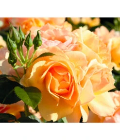 Beetrose 'Hansestadt Rostock®' -Eleganter Garten 7866551 BildD 001 BeetroseHansestadtRostockHansestadtRostock6L