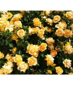 Beetrose 'Hansestadt Rostock®'