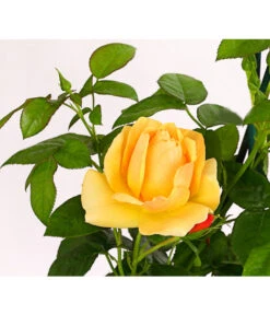 Beetrose 'Hansestadt Rostock®' -Eleganter Garten 7866551 PR DE 001 HansestadtRostock6LiterBeetroseDehnerExpressHerzig