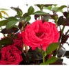 Kletterrose 'Red Flame®' -Eleganter Garten 7874225 WE DE 001 KletterroseRot5LiterRedFlameDehnerExpressHerzigGefaerbtSirsch