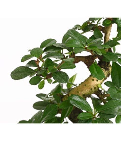 Bonsai Fukientee - Carmona Microphylla, 8 Jahre 7 Bonsai Fukientee - Carmona Microphylla, 8 Jahre -Eleganter Garten 7977010 WE DE 001 BonsaiFukienteeCarmonaMicrophylla8JahreDehnerExpressHerzig2