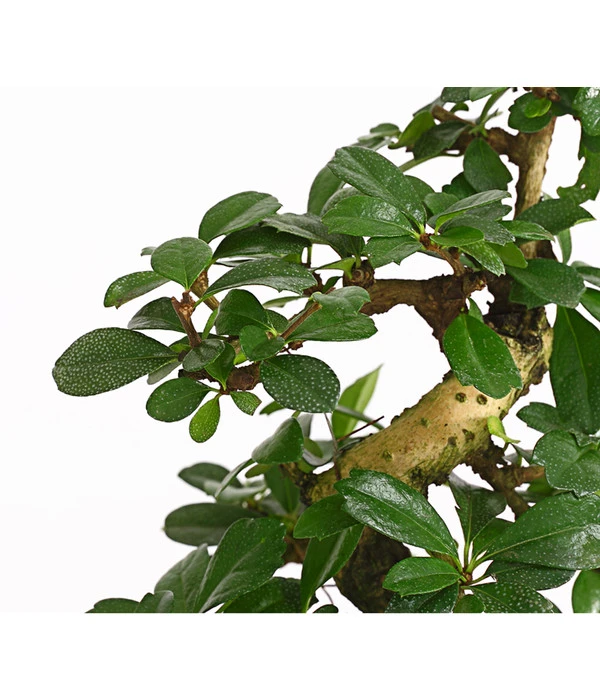 Bonsai Fukientee - Carmona Microphylla, 8 Jahre 5 Bonsai Fukientee - Carmona Microphylla, 8 Jahre – Bild 3