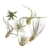 Tillandsien - Tillandsia Hybride, Verschiedene Sorten, 6-teilig