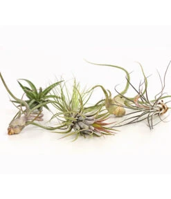 Tillandsien - Tillandsia Hybride, Verschiedene Sorten, 6-teilig 7 Tillandsien - Tillandsia Hybride, Verschiedene Sorten, 6-teilig -Eleganter Garten 7977663 we DE 001 Tillandsien6erMixDehnerExpressHerzig