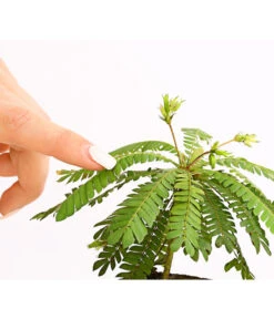 Südseepalme - Biophytum Sensitivum, 2er-Set -Eleganter Garten 7977762 PR DE 001 BiophytumSensitivumSuedseepalme2erSetT9StreckeDehnerExpressHerzig