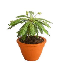 Eleganter Garten -Eleganter Garten 7977762 PR FS 002 BiophytumSensitivumSuedseepalme2erSetT9StreckeDehnerExpressHerzig