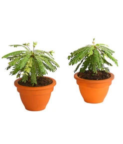 Südseepalme - Biophytum Sensitivum, 2er-Set