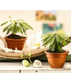 Südseepalme - Biophytum Sensitivum, 2er-Set -Eleganter Garten 7977762 WE MO 001 BiophytumSensitivumSuedseepalme2erSetT9StreckeDehnerExpressHerzig