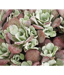 Fetthennen-Set, Verschiedene Sorten, 8-teilig -Eleganter Garten 7977960 PR DE 001 SedumFetthenne8erSetT11DehnerExpressHerzig