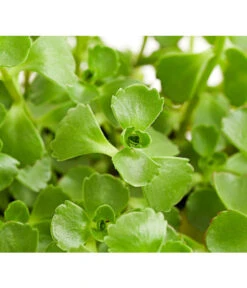 Fetthennen-Set, Verschiedene Sorten, 8-teilig -Eleganter Garten 7977960 PR DE 002 SedumFetthenne8erSetT11DehnerExpressHerzig