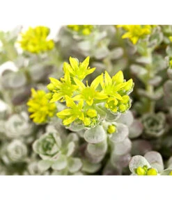 Fetthennen-Set, Verschiedene Sorten, 8-teilig -Eleganter Garten 7977960 PR DE 003 SedumFetthenne8erSetT11DehnerExpressHerzig