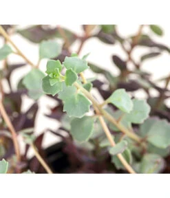 Fetthennen-Set, Verschiedene Sorten, 8-teilig -Eleganter Garten 7977960 PR DE 004 SedumFetthenne8erSetT11DehnerExpressHerzig