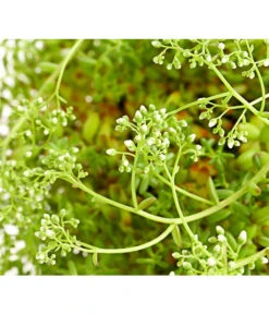 Fetthennen-Set, Verschiedene Sorten, 8-teilig -Eleganter Garten 7977960 PR DE 005 SedumFetthenne8erSetT11DehnerExpressHerzig