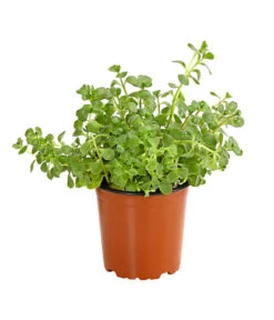 Fetthennen-Set, Verschiedene Sorten, 8-teilig -Eleganter Garten 7977960 PR FS 002 SedumFetthenne8erSetT11DehnerExpressHerzig