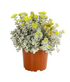 Fetthennen-Set, Verschiedene Sorten, 8-teilig -Eleganter Garten 7977960 PR FS 003 SedumFetthenne8erSetT11DehnerExpressHerzig