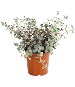 Fetthennen-Set, Verschiedene Sorten, 8-teilig -Eleganter Garten 7977960 PR FS 004 SedumFetthenne8erSetT11DehnerExpressHerzig