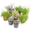 Fetthennen-Set, Verschiedene Sorten, 8-teilig -Eleganter Garten 7977960 PR FS 006 SedumFetthenne8erSetT11DehnerExpressHerzig