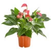 Flamingoblume - Anthurium Andreanum 'Lila Forino'