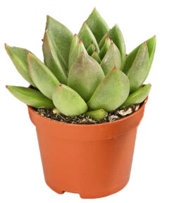 Echeverien-Set - Echeveria, Verschiedene Sorten -Eleganter Garten 7978117 PR FS 003 EcheverieSukkulenten6erSetT6DehnerExpressHerzig