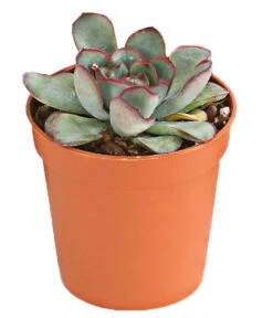 Echeverien-Set - Echeveria, Verschiedene Sorten -Eleganter Garten 7978117 PR FS 004 EcheverieSukkulenten6erSetT6DehnerExpressHerzig
