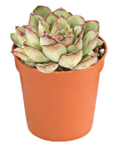Echeverien-Set - Echeveria, Verschiedene Sorten -Eleganter Garten 7978117 PR FS 005 EcheverieSukkulenten6erSetT6DehnerExpressHerzig