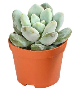 Echeverien-Set - Echeveria, Verschiedene Sorten -Eleganter Garten 7978117 PR FS 006 EcheverieSukkulenten6erSetT6DehnerExpressHerzig