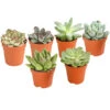 Echeverien-Set - Echeveria, Verschiedene Sorten -Eleganter Garten 7978117 PR FS Mix EcheverieSukkulenten6erSetT6DehnerExpressHerzig