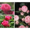 Rosen-Set 'Rokoko®', 3-teilig -Eleganter Garten 7978224 PR MO 001 RosenpaketRokokoTantau
